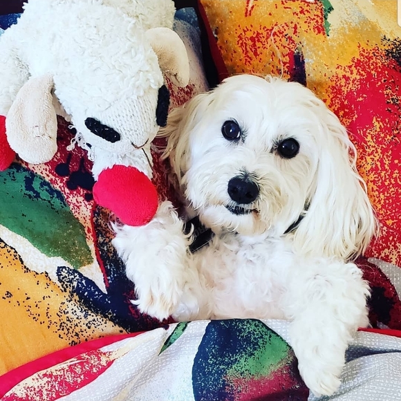 Meet your Posher, Clarity & Frosty Little Divo🐾💙 - Picture 9 of 16